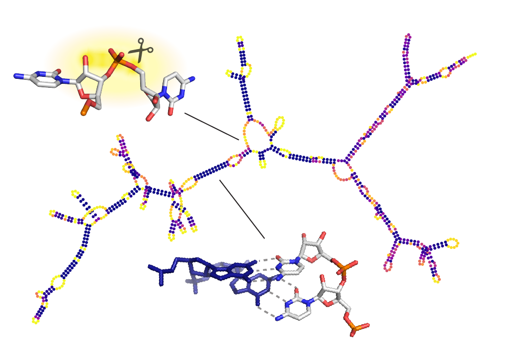 Improving the stability of RNA vaccines will be important for worldwide vaccine distribution.