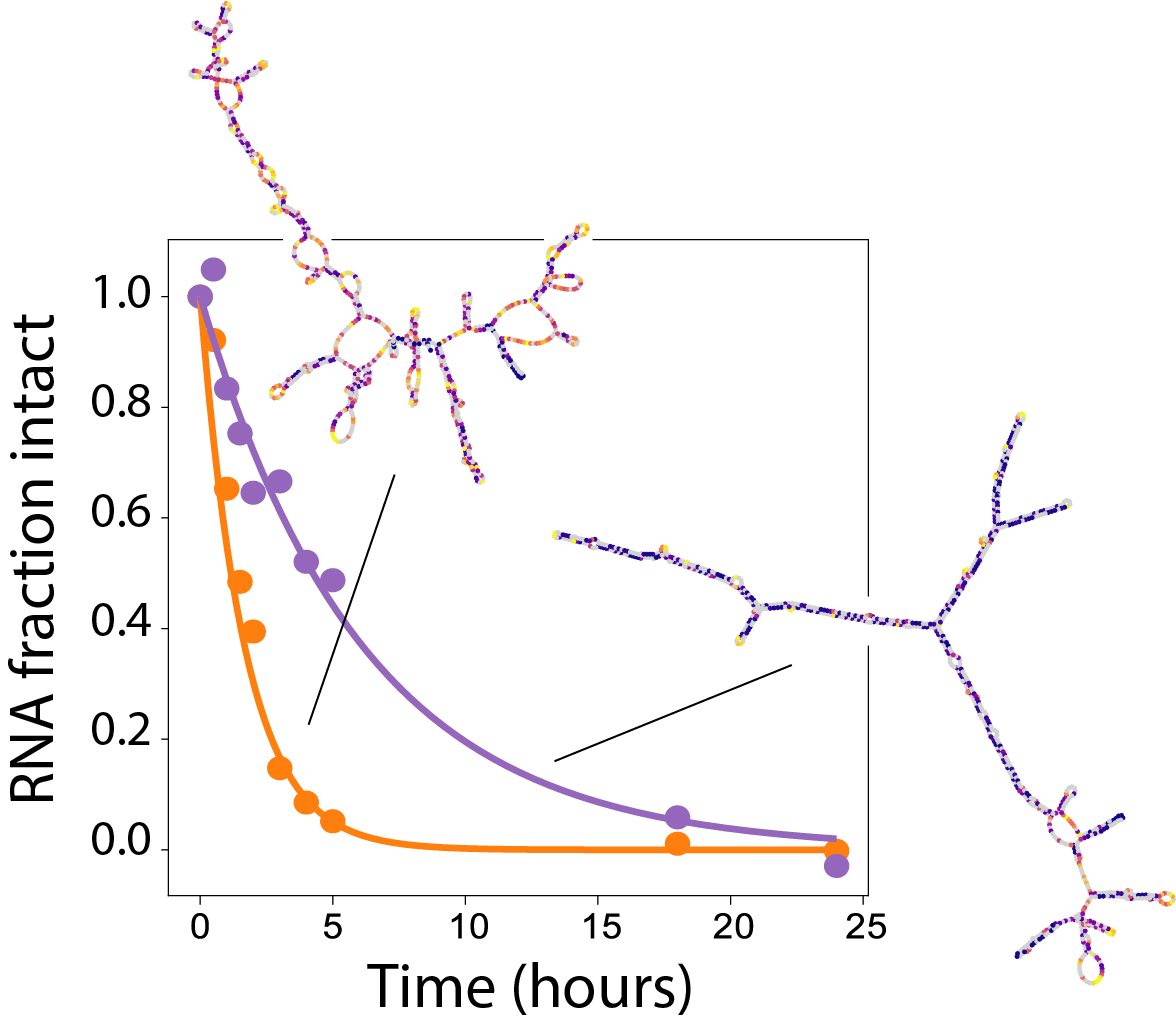 Our year-long collaboration with Maria Barna’s group and Eterna, which started at the onset of the COVID-19 pandemic, has resulted in a variety of novel methods and principles for designing stabilized mRNA therapeutics. Our first preprint describing our experimental results is up! Check out this Q&A with Maria Barna and Rhiju Das explaining why and how we did this research.