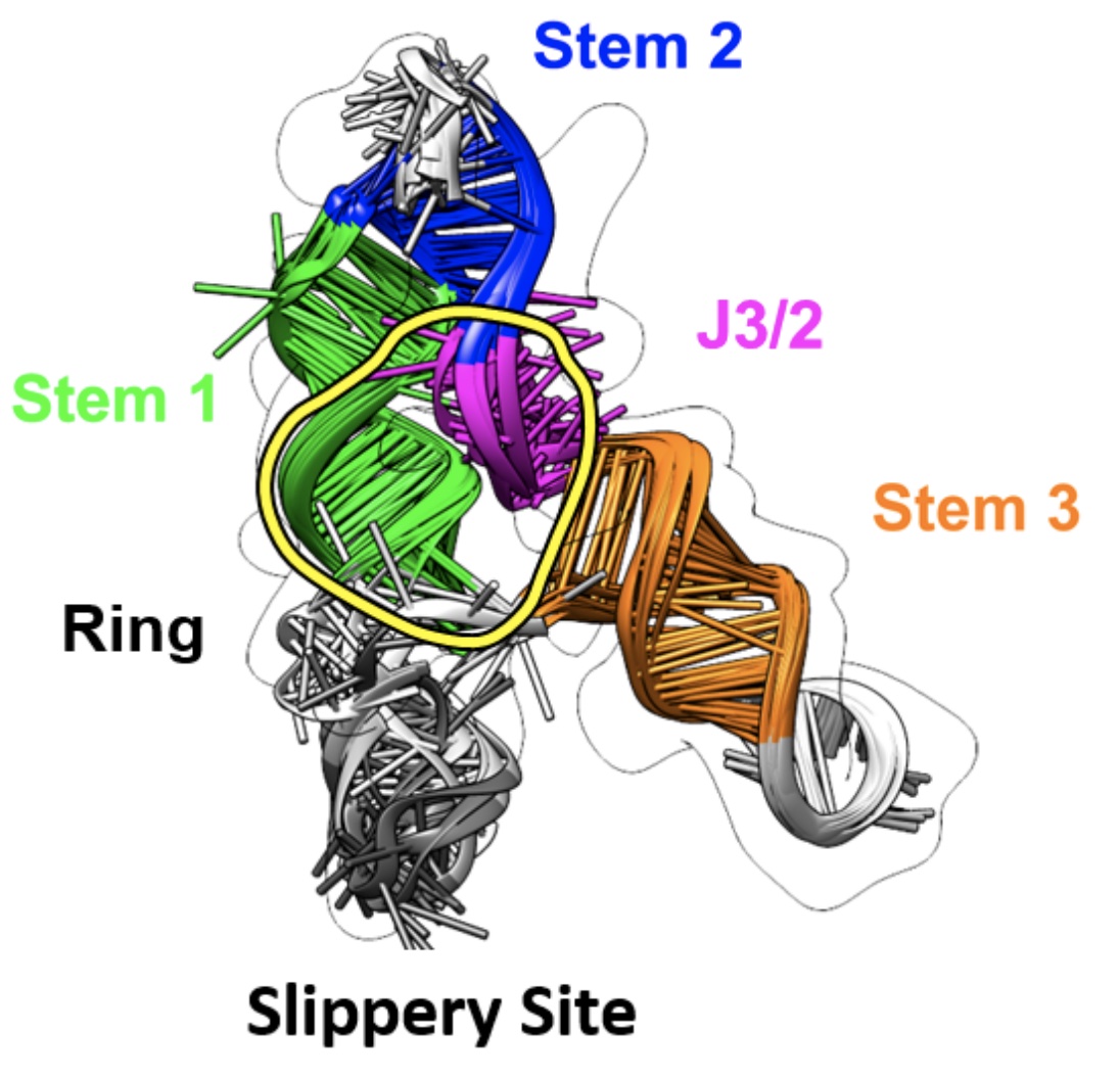We’re excited to publish our cryo-EM structure of the frameshift stimulation element of the SARS-CoV-2 RNA genome in Nature Structure and Molecular Biology. This work appeared on bioRxiv in 2020, and the new paper includes improved antisense oligonucleotide that target this intricate RNA fold. Thanks to many labs, including those of Jeff Glenn, Wah Chiu, Tim Sheahan, Ralph Baric, and Victoria D’Souza, for this collaboration! You can read more about our work to rapidly solve RNA structures with Wah Chiu at this SLAC piece that also includes the Tetrahymena ribozyme.