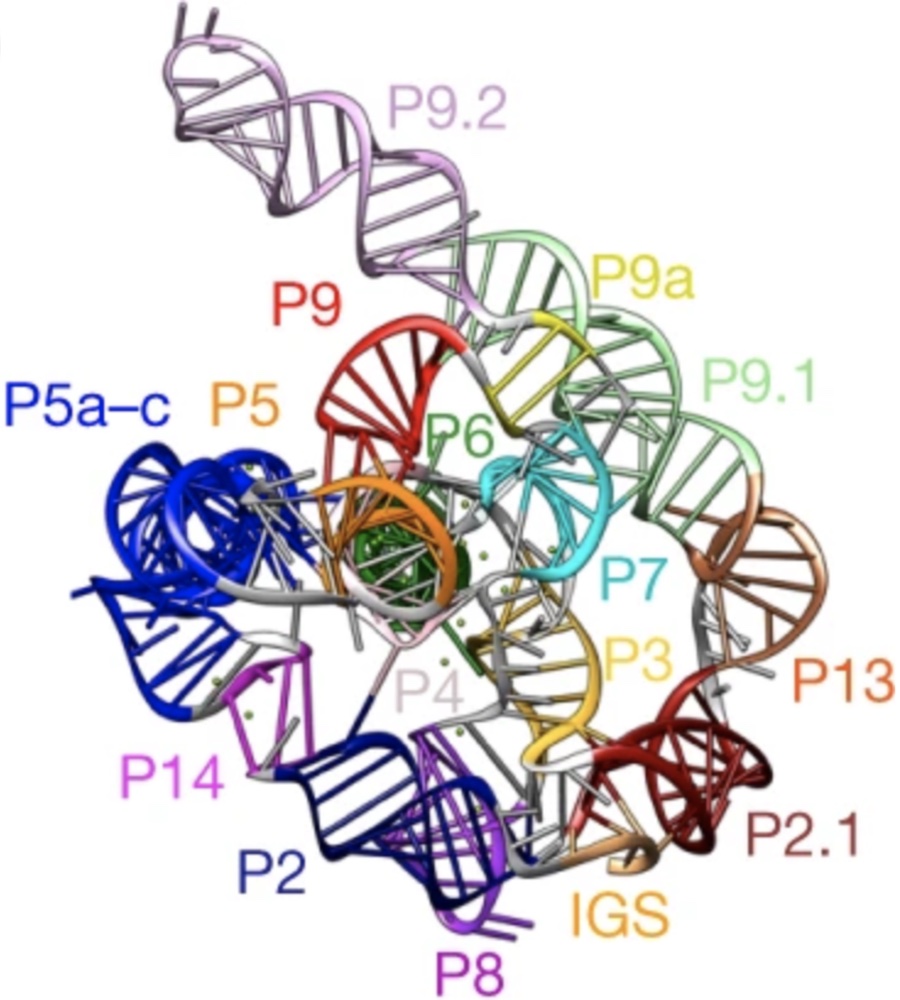 We’ve reported high resolution cryo-EM structures of the full-length Tetrahymena ribozyme in a paper out today. Wonderful to start getting a close look at this paradigmatic RNA-only enzyme, discovered by Tom Cech and colleagues four decades ago! You can read more about our work to rapidly solve RNA structures with Wah Chiu at this SLAC piece.